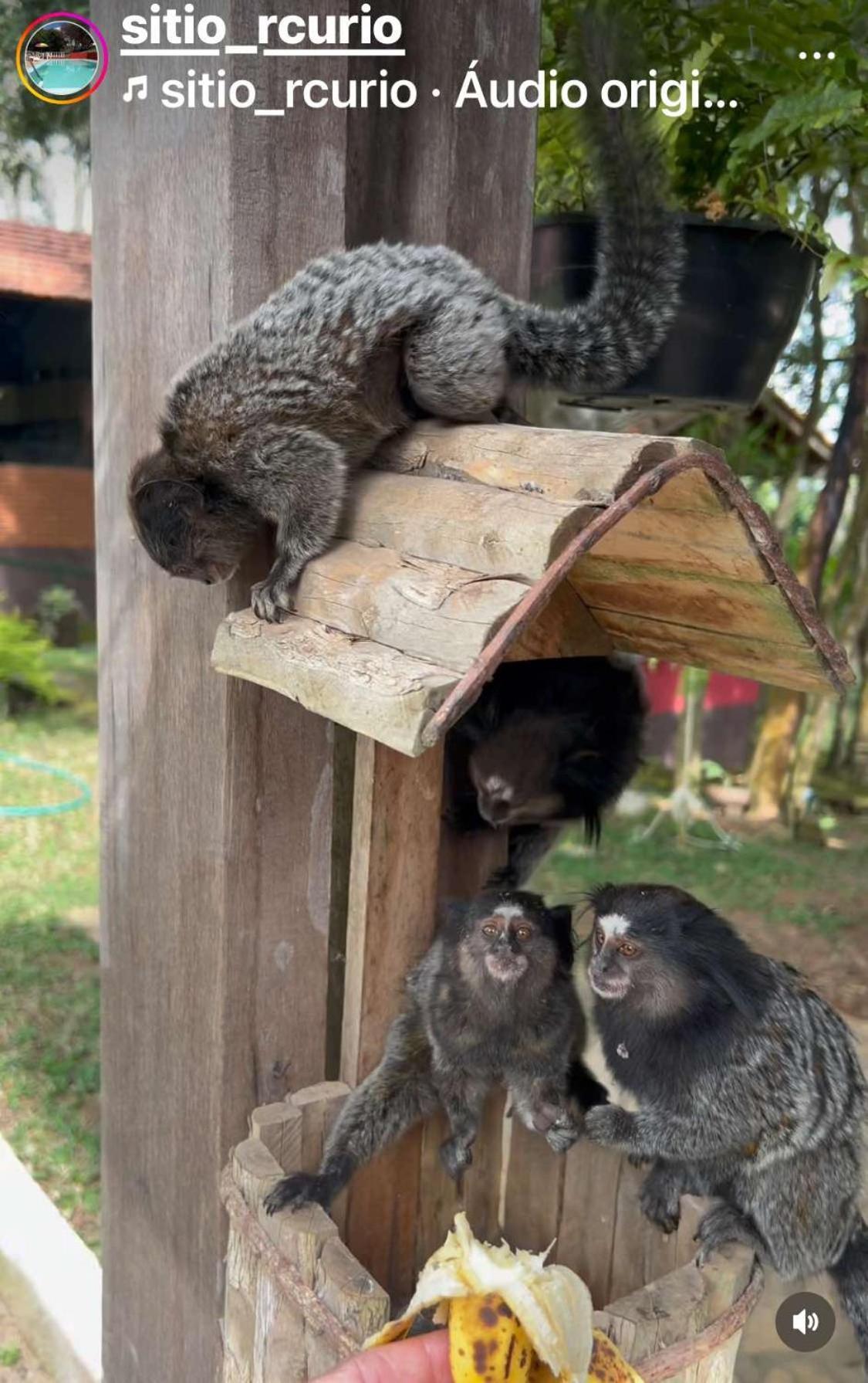 Sitio Pousada Recanto Curio Ibiúna Esterno foto